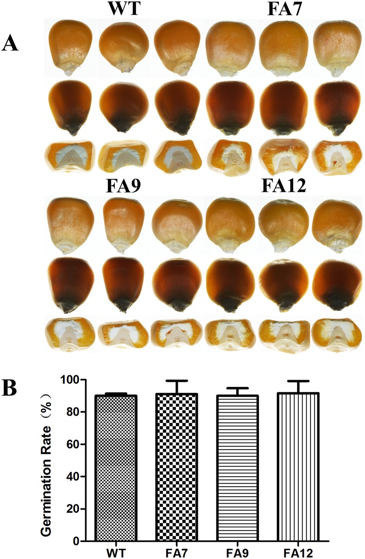 Fig 6