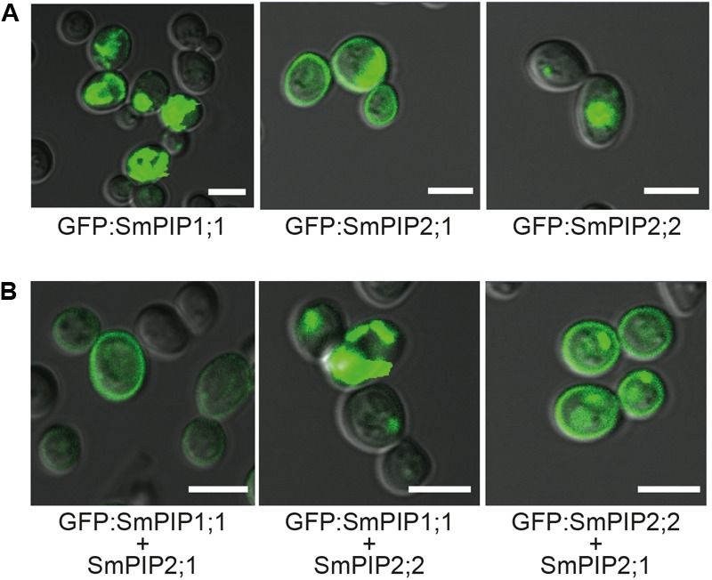 FIGURE 4