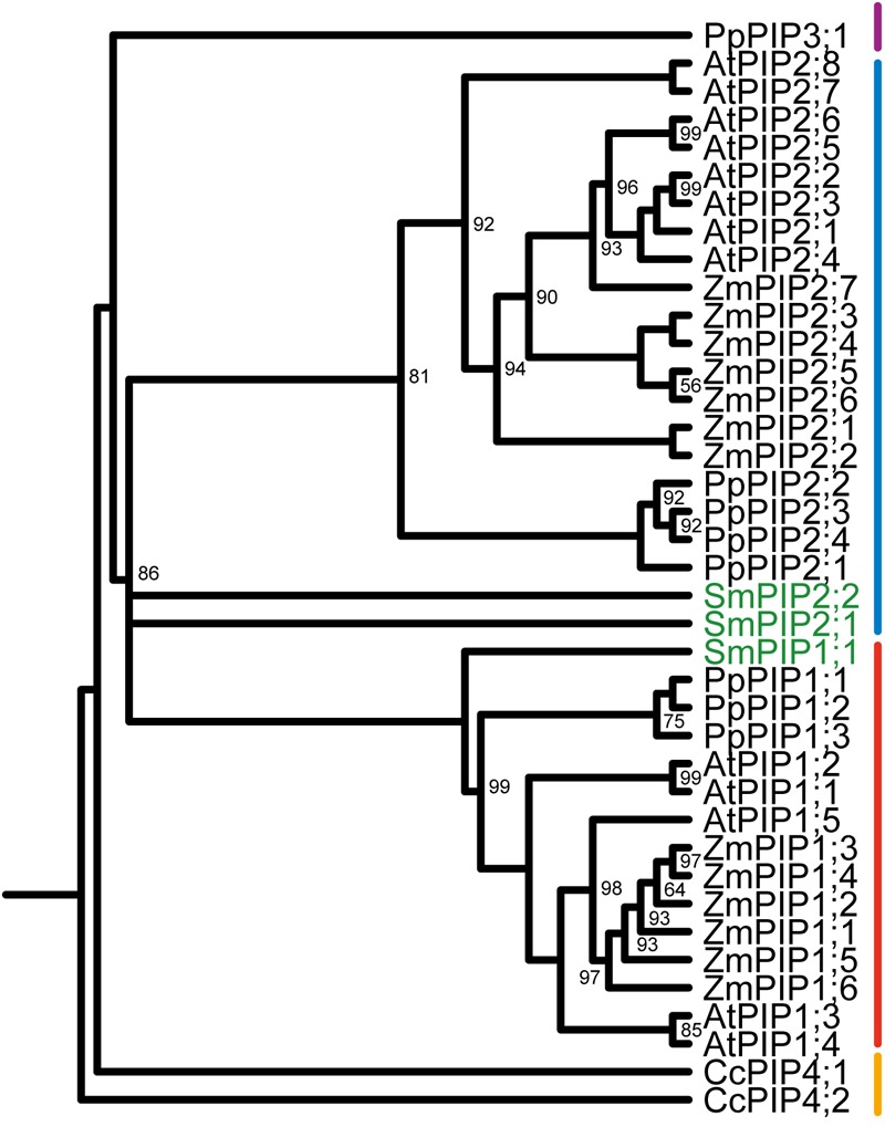 FIGURE 1