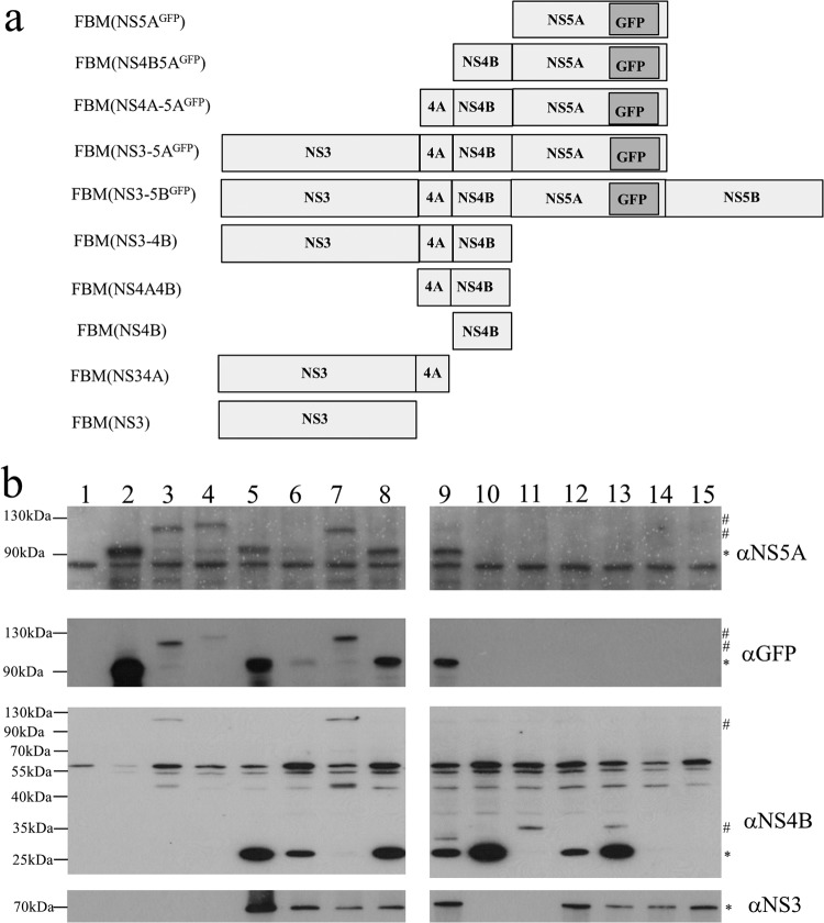 FIG 2