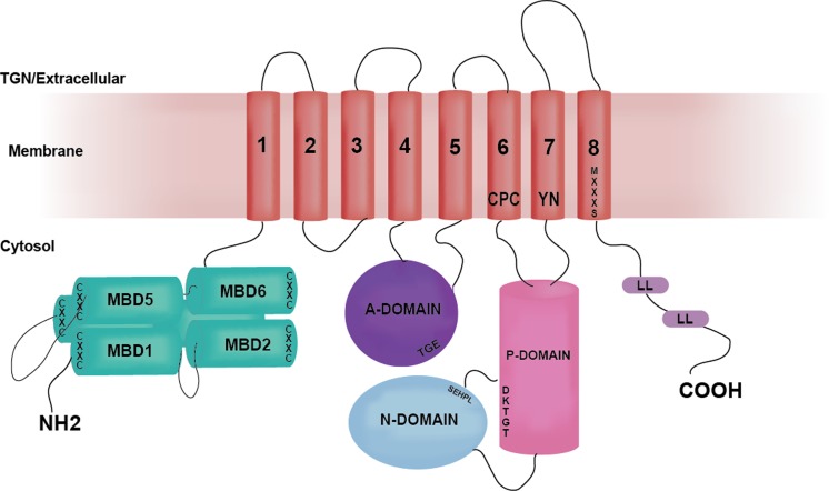 Fig. 1