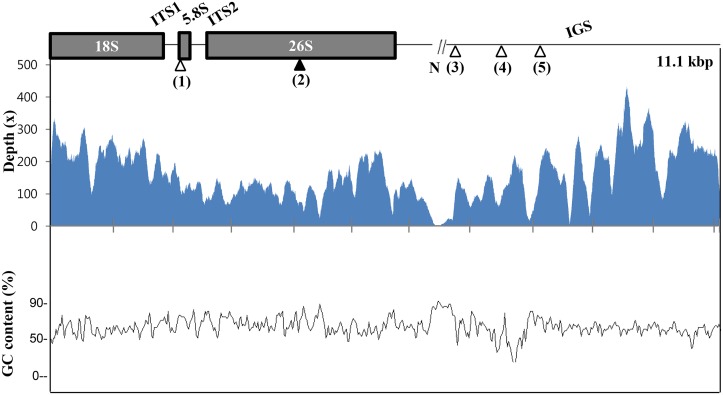 Fig 3