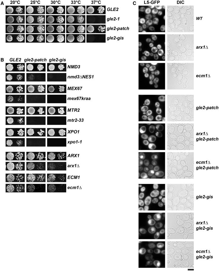 Figure 5.