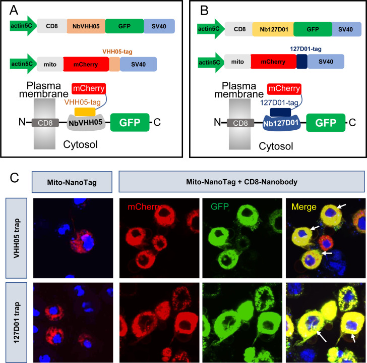 Figure 4—figure supplement 1.