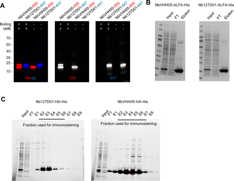 Figure 2—figure supplement 1.