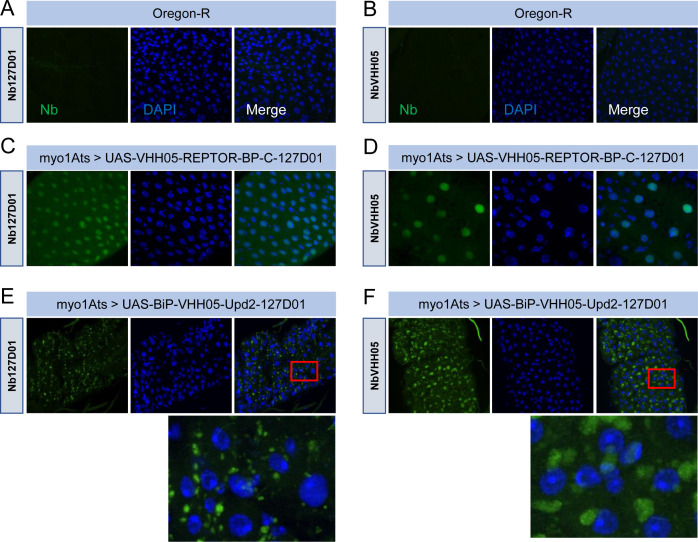 Figure 5—figure supplement 2.