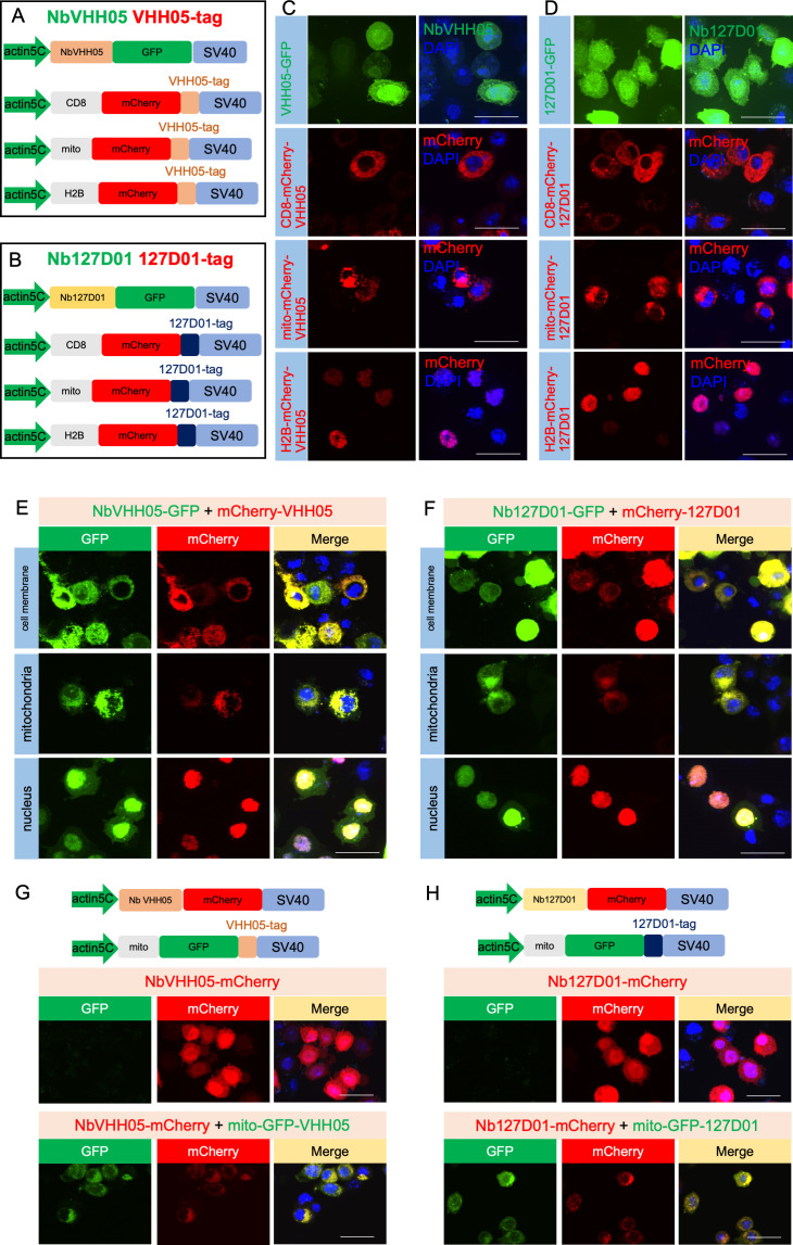 Figure 1—figure supplement 2.