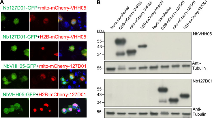 Figure 2—figure supplement 3.