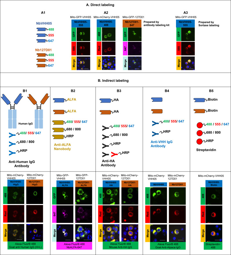 Figure 2—figure supplement 2.