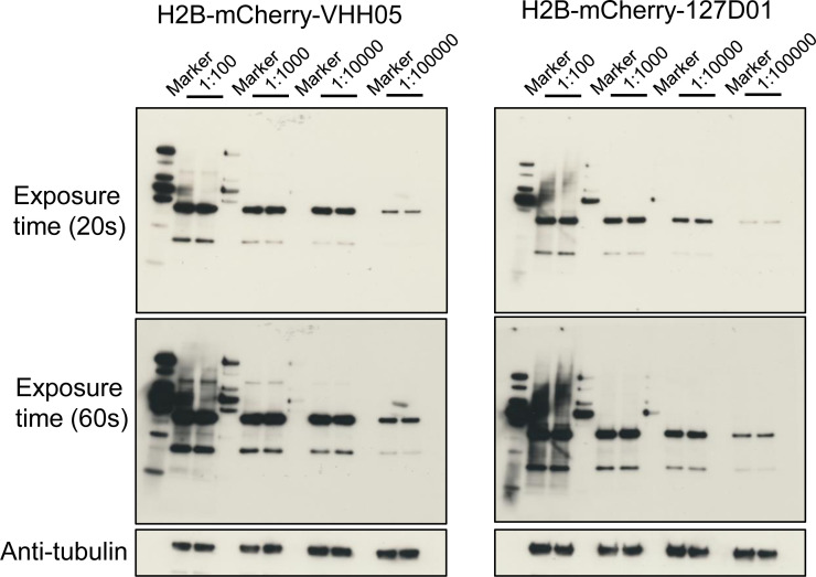 Figure 3—figure supplement 1.