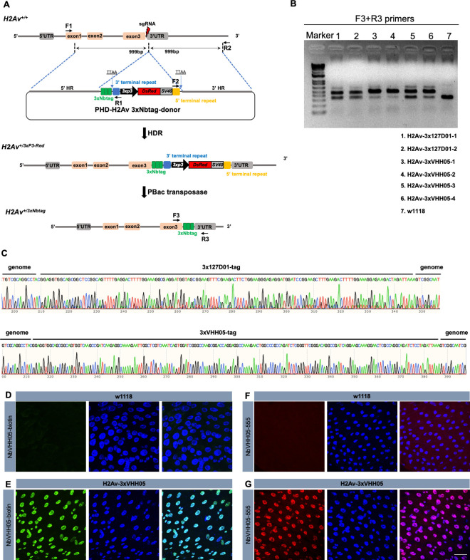 Figure 6—figure supplement 2.