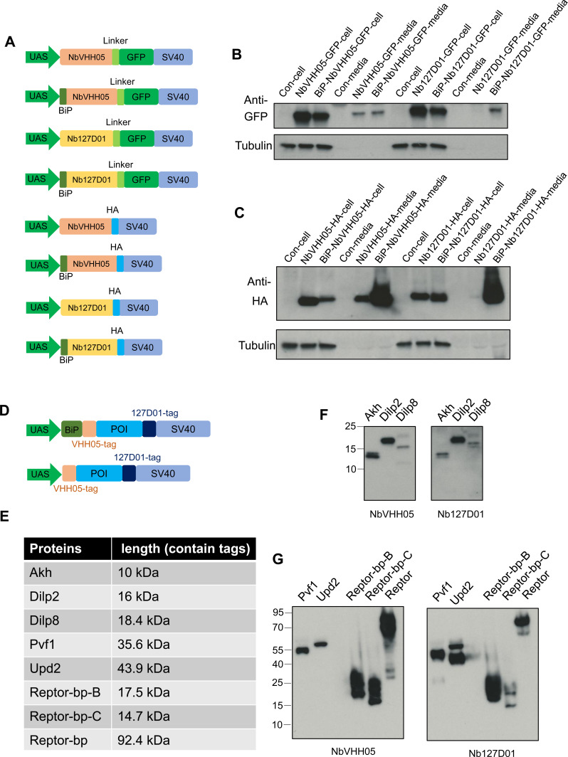 Figure 5—figure supplement 1.