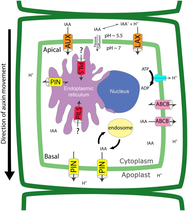 FIGURE 1