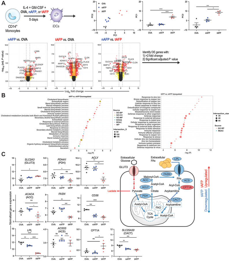 Figure 4. DC gene expression profiles. Monocytes from healthy donors (N = 4) were differentiated into iDCs in the presence of OVA, nAFP, and tAFP and gene expression profiles were determined by microarray. Principle components were determined, and color coded by treatment condition. Volcano plots were generated to identify genes that were differentially enriched (>2-fold change, significant adjusted P value) and that list of genes was used in a functional enrichment analysis by g:Profiler (A). Shown are predicted upregulated and downregulated pathways between tAFP and nAFP (B). Show are differences in genes involved in glycolysis and fatty acid metabolism pathways, and a schematic summary of tAFP upregulated (red) and downregulated (blue) genes (C). Data are from 4 healthy donors each performed once.