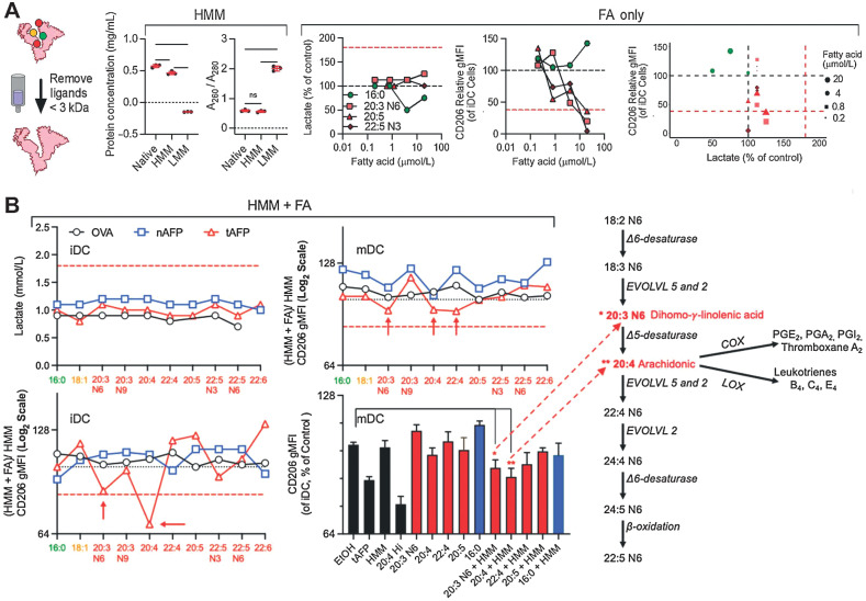 Figure 6. Low molar mass–binding partner screening. Low molar mass ligands were removed from OVA, nAFP and tAFP (A). Fatty acids (FA) were titered onto iDCs and supernatant lactate was measured. Control levels are indicated by a black-dashed line and native tAFP lactate induction indicated by a red-dashed line. Levels of CD206 were also measured with black and red-dashed lines indicated control and native tAFP-treated cells, respectively (A). Individual fatty acids were added back to high molar mass (HMM) purified OVA, nAFP, and tAFP proteins and supernatant lactate and CD206 levels were measured at the iDC and mDC stage. CD206 gMFI of the HMM + FA were normalized to the HMM only control. The red-dashed line indicated the level of suppression seen with native tAFP (B). The red asterisks indicate the fatty acids most significantly associated with a decrease in CD206. Also shown is a schematic of their role in fatty acid metabolism. Data were performed with 1–3 technical replicates from one healthy donor.