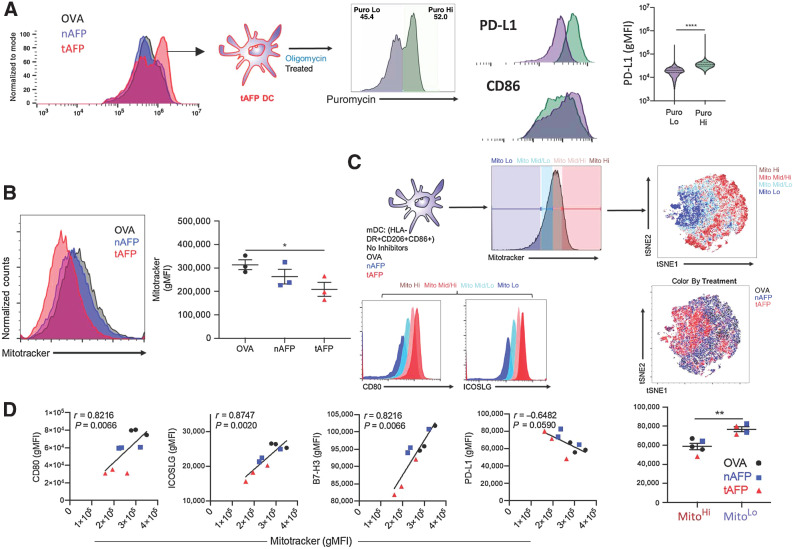 Figure 2. Mitochondria expression correlates with costimulatory molecule expression. Shown are puromycin histograms (a measurement of translation and a surrogate for ATP production) for OVA (black), nAFP (blue) or tAFP (red)-treated DCs. tAFP-treated DCs treated with oligomycin were separated into puromycin low (purple) and high (green). The expression levels of PD-L1 and CD86 are shown in the puromycin low and high DCs (A). Mitochondrial size, as measured by mitotracker was determined in OVA, nAFP, and tAFP-treated DCs (B). mDCs treated with OVA, nAFP, or tAFP were characterized by mitochondrial size with high (dark red), mid/high (pink), mid/low (teal), and low (dark blue), and clustered on the basis of immune parameters by tSNE colored by mitochondrial size or treatment condition. Shown are the expression levels of CD80 and ICOSLG based on mitochondrial size (C). Correlations between mitotracker and CD80, ICOSLG, B7-H3, and PD-L1 are shown. Differences in PD-L1 expression levels are shown between mito hi and mito lo cells color coded by treatment condition (D). All data are from one donor performed in 3 technical replicates.