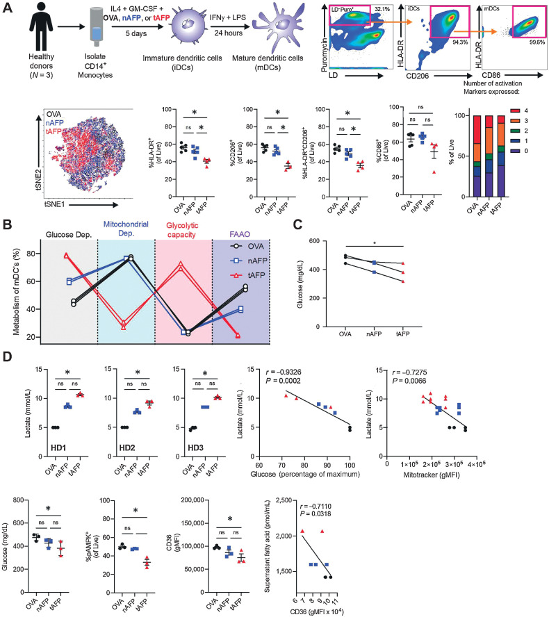 Figure 1. tAFP exposure skews dendritic cell (DC) metabolism to glucose dependency. CD14+ monocytes were isolated from healthy donors and treated with IL4 + GM-CSF in the presence of OVA, nAFP or tAFP to produce immature DCs (iDC) and in some experiments treated with IFNγ and LPS to produce mature DCs (mDCs). A, A representative gating scheme is shown to identify live cells containing puromycin, as well as expressing markers consistent with iDCs (HLA-DR and CD206) and mDCs (CD86; A). DCs treated with OVA (black), nAFP (blue), and tAFP (red) were clustered on the basis of their immune parameters by tSNE, as well as the percentage of live cells expressing HLA-DR, CD206, and CD86. The proportion of cells expressing HLA-DR, CD206, CD86, and ICOSLG is shown from 3 to 5 technical replicates from a single donor (A). B, Shown are 3 technical replicates of one healthy donor of a SCENITH assay to quantify the glucose dependency (black), mitochondrial dependency (blue), glycolytic capacity (red), and fatty acid and glutaminolysis (FAAO; purple) with mDCs treated with OVA (black), nAFP (blue) or tAFP (red). Glucose and concentrations of cellular supernatants and intracellular glucose are shown with three technical replicates form a single donor, as well as the intracellular glucose uptake as determined by the influx of the fluorescent glucose analogue 2NDBG from a single replicate from a single donor. C, Shown are cellular supernatants of in vitro generated DCs from 3 healthy donors performed in technical replicates, as well as correlations with glucose in the supernatant and mitochondrial size. D, The glucose supernatant concentrations, %pAMPK, and CD36 gMFI are shown from healthy donors (N = 3) treated with OVA, nAFP or tAFP. The correlation between supernatant fatty acids and CD36 levels are shown.