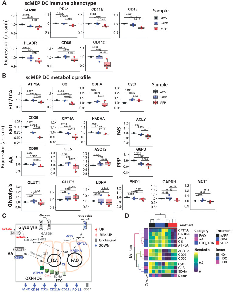 Figure 3. Immune and metabolic profile by scMEP. mDC were generated in vitro in the presence of OVA, nAFP, tAFP and analyzed the immune-metabolic profile was determined by scMEP using CyTOF. Shown are the arc sinh-transformed values for immune response related molecules (A), and metabolic pathway proteins (B). A schematic is shown to summarize the tAFP-induced immune-metabolic changes (C). A heatmap of various metabolic markers was generated and hierarchical clustering was performed on the basis of marker expression and treatment condition. The red box indicates the unique clustering of the tAFP-treated cells (D). Data are representative of three separate healthy donors each performed in a single replicate.