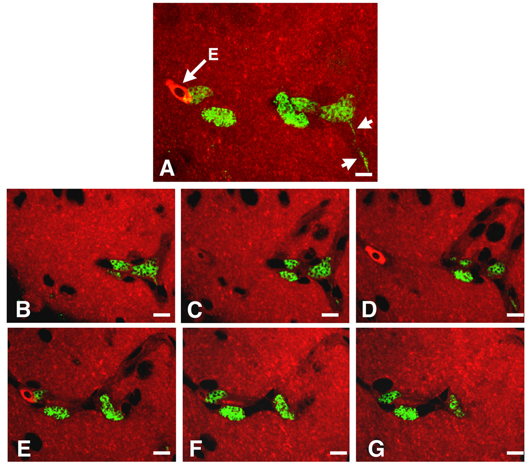 Fig. 8