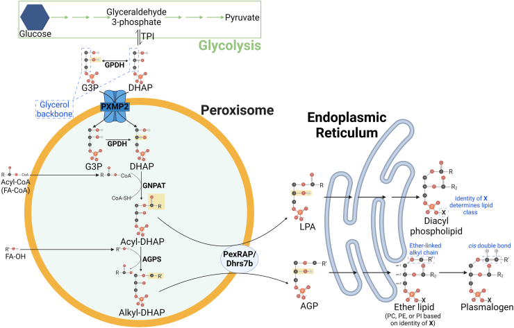 Figure 2