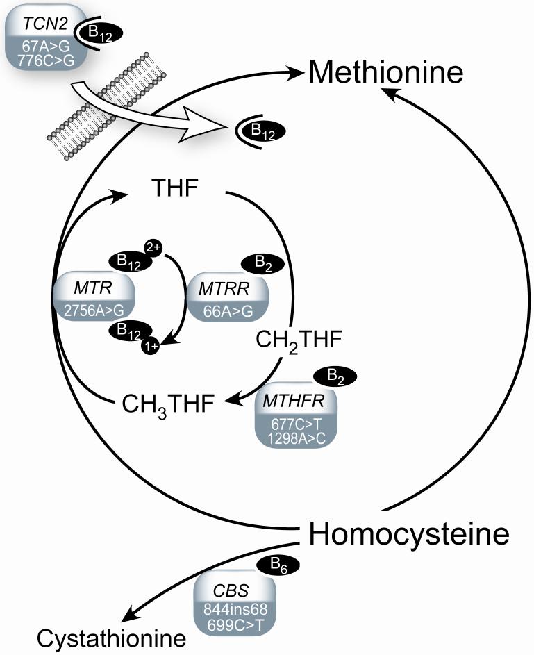 FIGURE 1