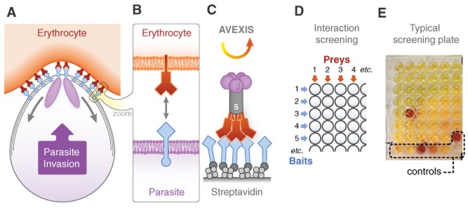 Fig 1