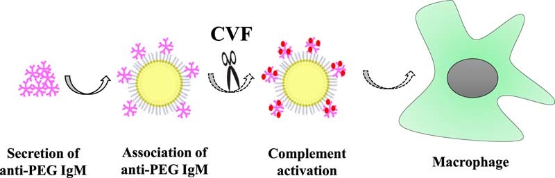 Unlabelled image