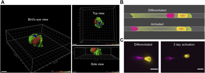 FIGURE 3