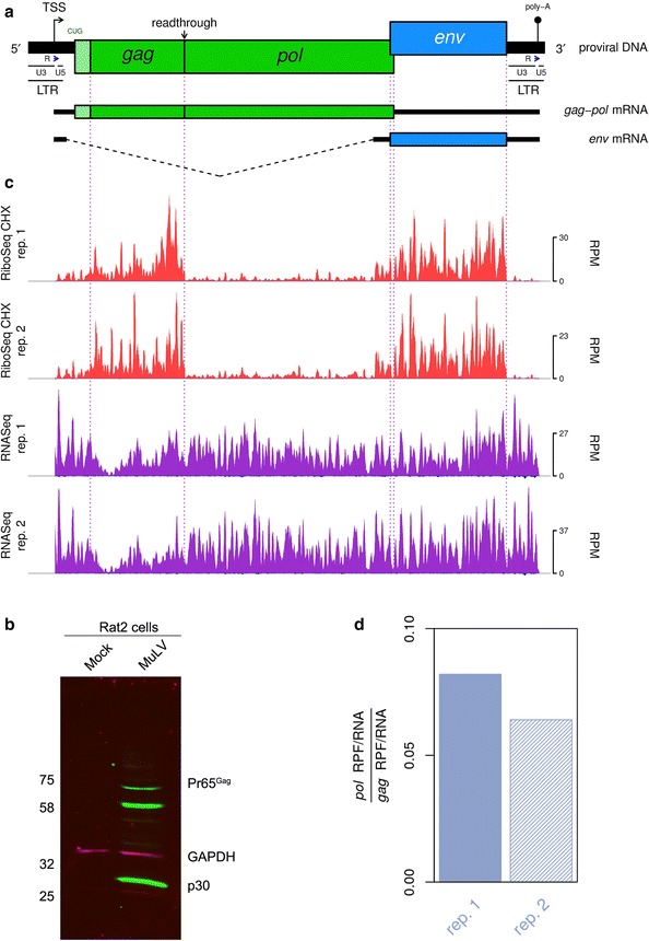 Fig. 1