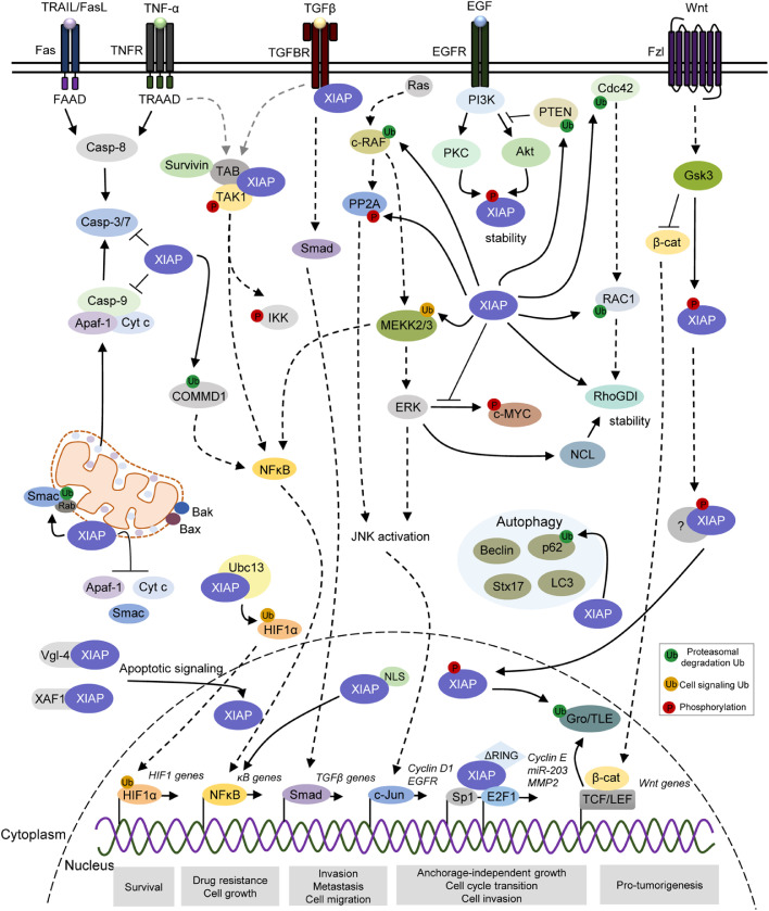 Subcellular localization of X-linked inhibitor of apoptosis protein ...