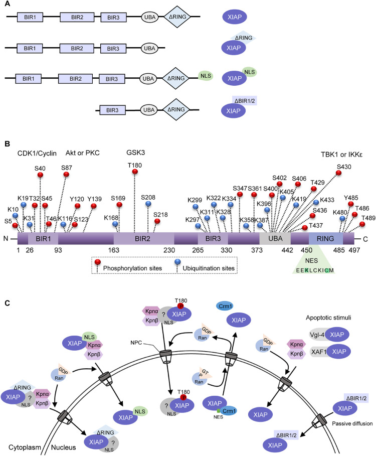 Subcellular localization of X-linked inhibitor of apoptosis protein ...