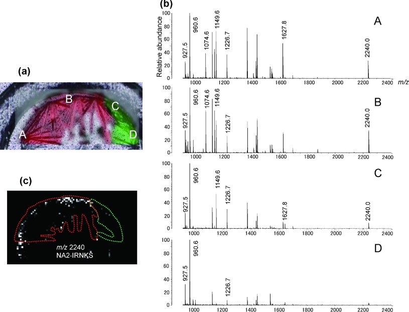 Fig. 4. (a) Confocal laser microscopy image and Raman microscopy image of a sample containing NA2-IRNKS and tryptic digest of albumin using 2,5-DHBA as a matrix. The crystal enclosed green area shows Raman spectrum A and the red area shows Raman spectrum B showed in Fig. 3b. The same areas are shown in Fig. 4c. (b) Positive-ion mass spectra of the sample. Four spectra A–D were obtained from the corresponding points shown in microscopy image Fig. 4a. The m/z values of mono-isotopic ions are indicated. (c) MS image (m/z 2240.0) of protonated NA2-IRNKS in the sample. The black area indicates no signal and an area in which a signal was detected is shown as a whitened dot. The dot with strongest signal is shown as white. The area surrounded with the green line corresponds to the crystal with Raman spectrum A. The area surrounded with the red line corresponds to the crystal with Raman spectrum B.