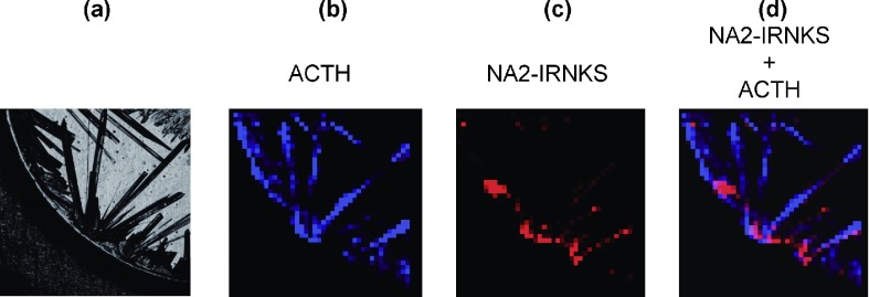 Fig. 2. (a) Enlarged confocal laser microscopy image of the area surrounded with the white line in Fig. 1a. (b) MS image (m/z 2464.9) of a protonated ACTH fragment 18–39 in the same area. The black area indicates no signal and a blue dot with a stronger signal is shown more brightened. (c) MS image (m/z 2239.7) of protonated NA2-IRNKS in the same area. The black area indicates no signal and a red dot with a stronger signal is shown more brightened. (d) The overlay images b and c.