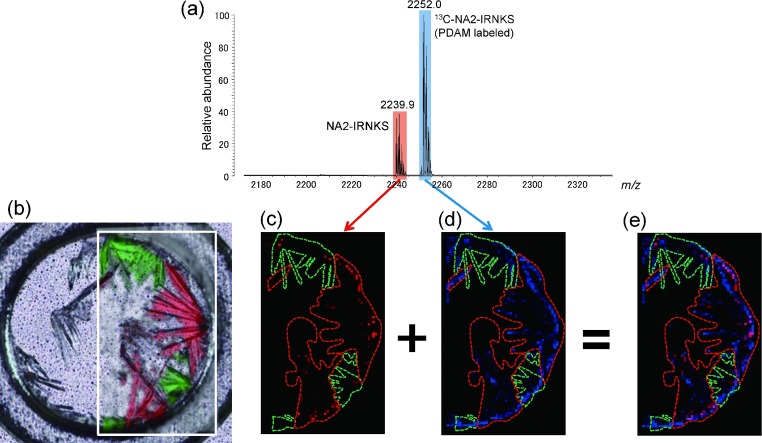 Fig. 6. (a) Mass spectrum of a sample containing NA2-IRNKS and PDAM-derivatized 13C-NA2-IRNKS. (b) Confocal laser microscopy image and Raman microscopy image of the sample. Enclosed green area indicates the crystal with a Raman spectrum A and red area is the crystal with a Raman spectrum B. The same areas are shown in MS images of Figs. 6c–e. The area surrounded with the green line corresponds to the crystal with Raman spectrum A. The area surrounded with the red line corresponds to the crystal with Raman spectrum B. (c) MS image of protonated NA2-IRNKS (m/z 2239.9). The black area indicates no signal and a red dot with stronger signal is shown more brightened. (d) MS image of protonated 13C-NA2-IRNKS (m/z 2252.0). The black area indicates no signal and a blue dot with stronger signal is shown more brightened. (e) The overlay images c and d.