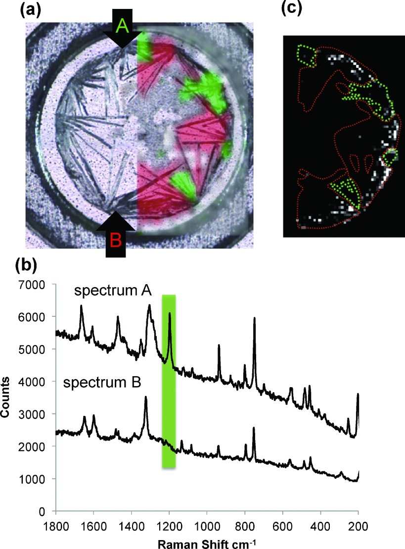 Fig. 3. (a) Confocal laser microscopy image of a sample containing NA2-IRNKS using 2,5-DHBA as a matrix. Raman spectra from every point were obtained by scanning the crystals and the crystals were divided into two types, denoted as Raman spectrum A (green) or Raman spectrum B (red). The same areas are shown in Fig. 3c. (b) Raman spectrum A or B obtained from the point A or B in Fig. 3a. (c) MS image (m/z 2239.7) of protonated NA2-IRNKS and Raman image of crystals. The black area indicates no signal and a dot with stronger signal is shown more whitened. The area surrounded with the green line corresponds to the crystal with Raman spectrum A. The area surrounded with the red line corresponds to the crystal with Raman spectrum B.