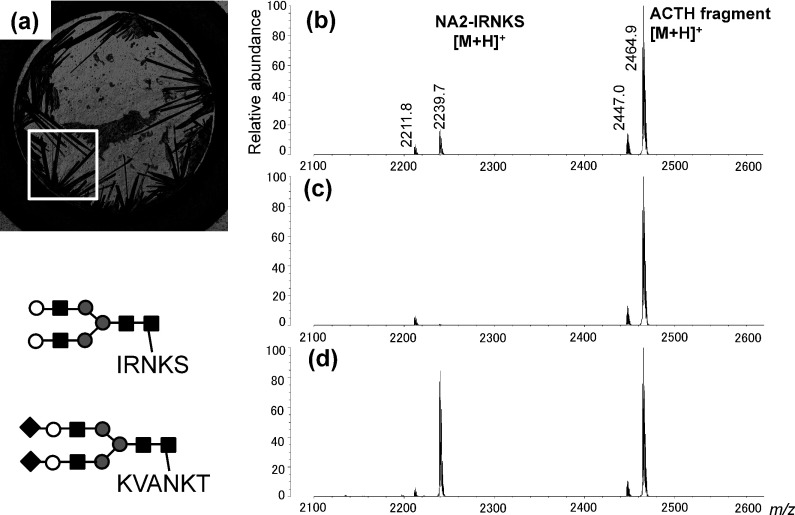 Fig. 1. (a) Confocal laser microscopy image of a sample containing NA2-IRNKS and ACTH fragment 18–39 using 2,5-DHBA as a matrix prepared by the dried-drop method. (b)–(d) Positive-ion mass spectra obtained at three different points in the sample (a). The m/z values of mono-isotopic ions are indicated. The structures of A2-KVANKT and NA2-IRNKS (Mw 2238.9) are shown. Black diamond, N-acetylneuraminic acid; white circle, galactose; black square, N-acetyglucosamine; gray circle, mannose.