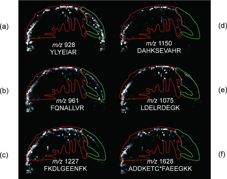 Fig. 5. MS images of protonated peptides from tryptic digest of albumin in the sample in Fig. 4a: m/z 927.5 for peptide YLYEIAR, m/z 960.6 for peptide FQNALLVR, m/z 1226.7 for peptide FKDLGEENFK, m/z 1149.6 for peptide DAHKSEVAHR, m/z 1074.6 for peptide LDELRDEGK, m/z 1627.8 for peptide ADDKETC*FAEEGKK (C* means carbamidemethylated cysteine). The black area indicates no signal and an area which signal was detected is shown as a whitened dot. The dot with strongest signal is shown as white. The hydrophobicity of peptides decreases in order of (a) to (f). The area surrounded with the green line corresponds to the crystal with Raman spectrum A. The area surrounded with the red line corresponds to the crystal with Raman spectrum B.