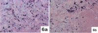 [Table/Fig-6a,b]: