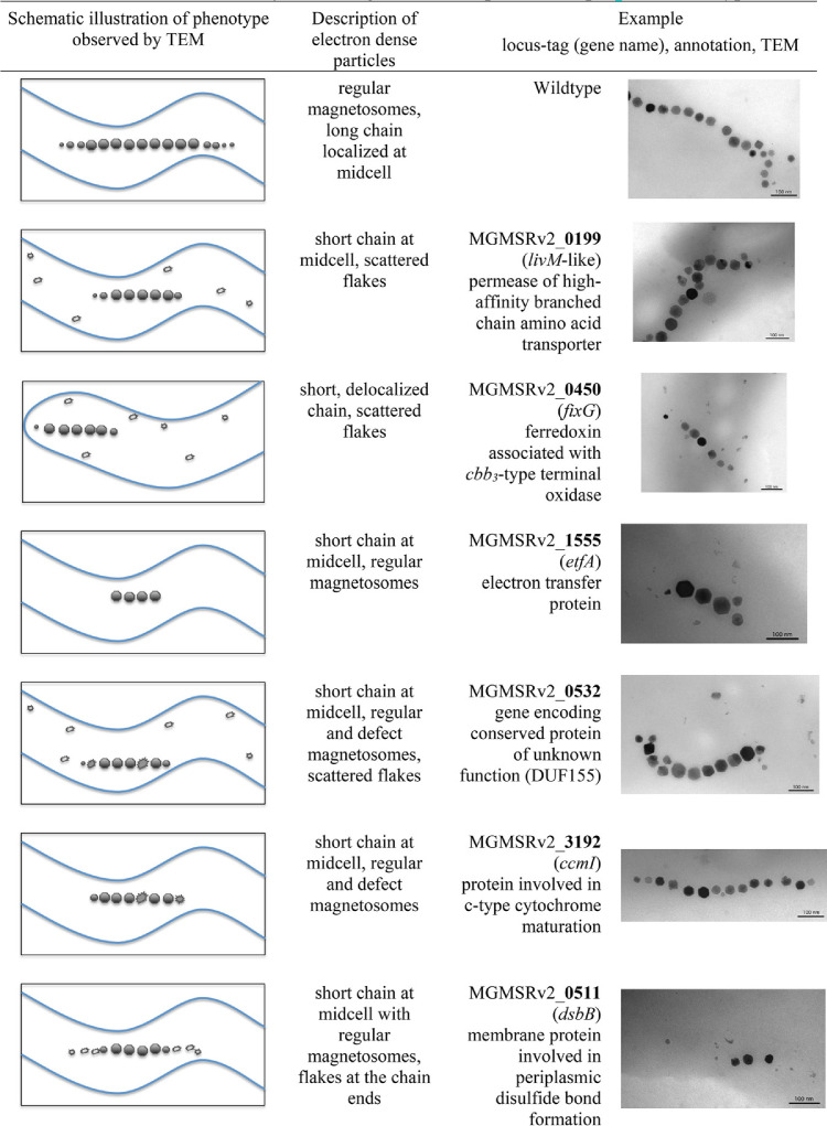 graphic file with name mSystems.00565-20-t0001.jpg