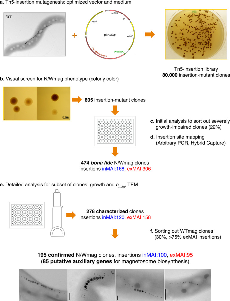 FIG 1