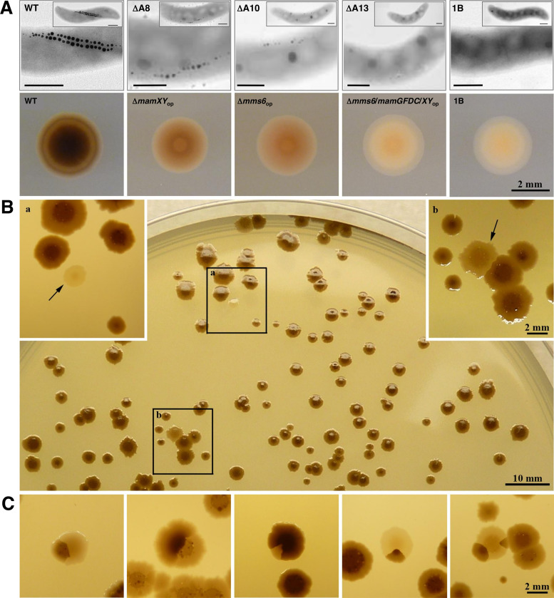 FIG 2