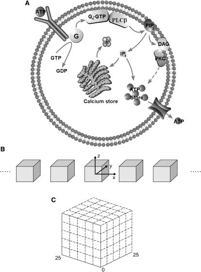 FIGURE 1