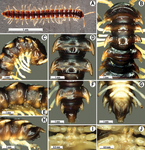 Figure 109.