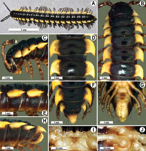 Figure 25.