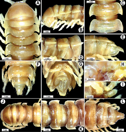 Figure 43.