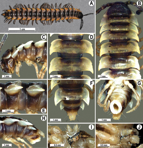 Figure 31.