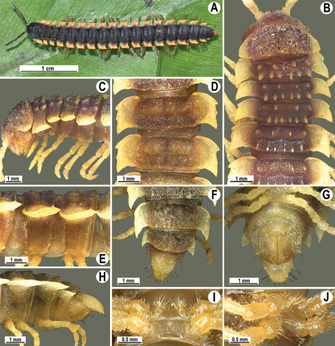 Figure 13.