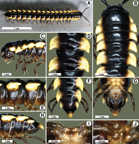 Figure 106.