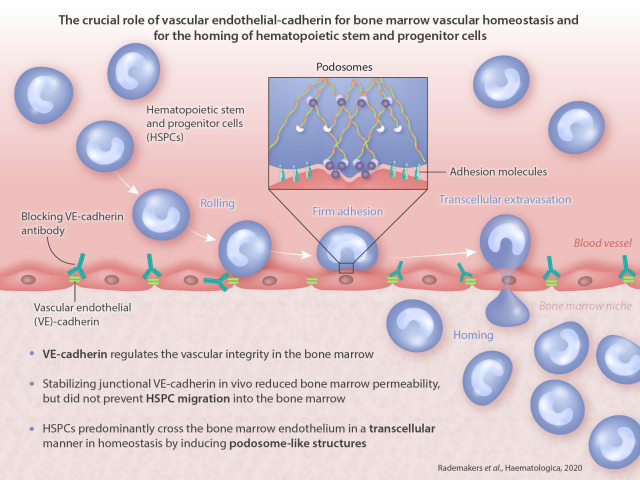 Graphical Abstract