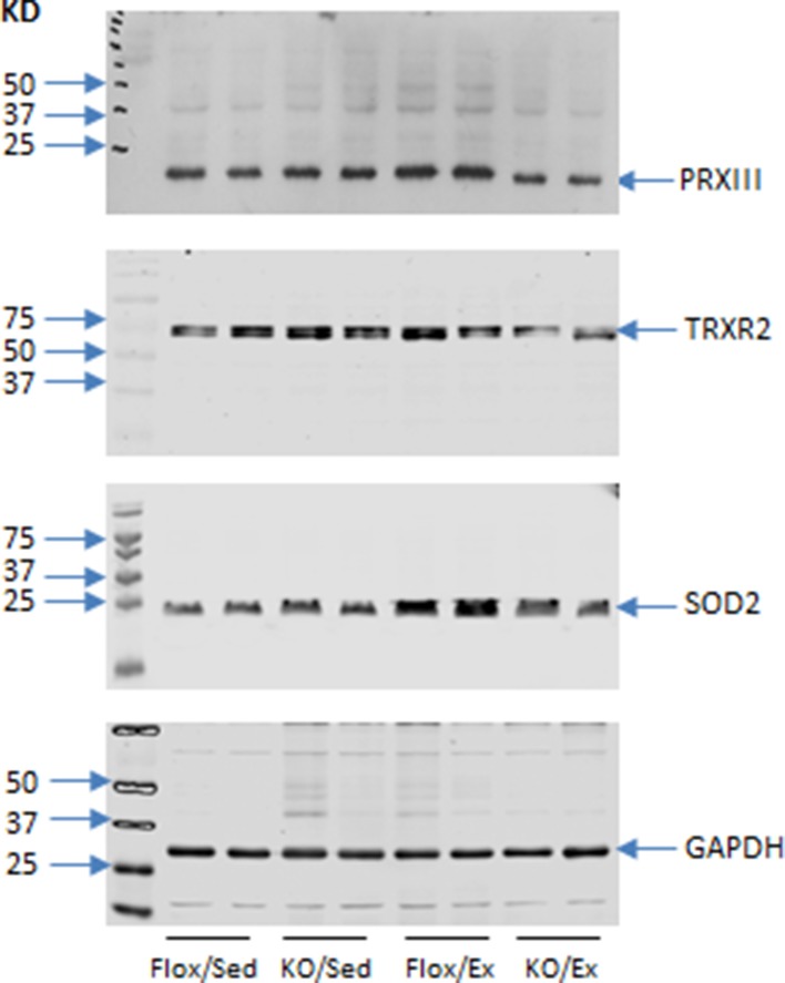 Figure 4—figure supplement 1.